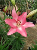 [5059 Arbatax No02.JPG]